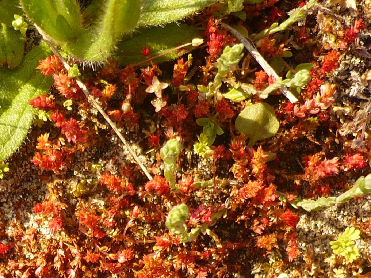 Sagina maritima (Caryophyllaceae)